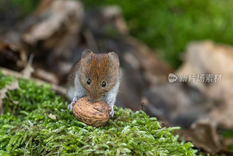 可爱的银行田鼠（Myodes glareolus）